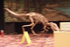 dinoshore-exhibit-139