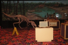 dinoshore-exhibit-141