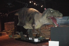 dinoshore-exhibit-166