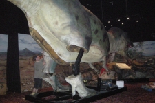 dinoshore-exhibit-167