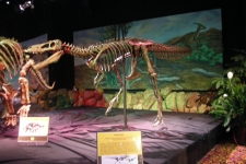 dinoshore-exhibit-257