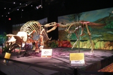 dinoshore-exhibit-258