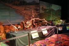 dinoshore-exhibit-262