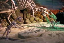 dinoshore-exhibit-263