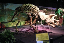 dinoshore-exhibit-264