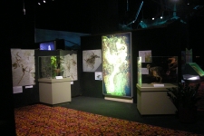 dinoshore-exhibit-266