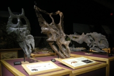 dinoshore-exhibit-284