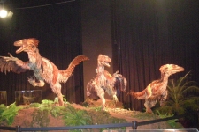 dinoshore-exhibit-290