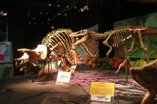 dinoshore-exhibit-310